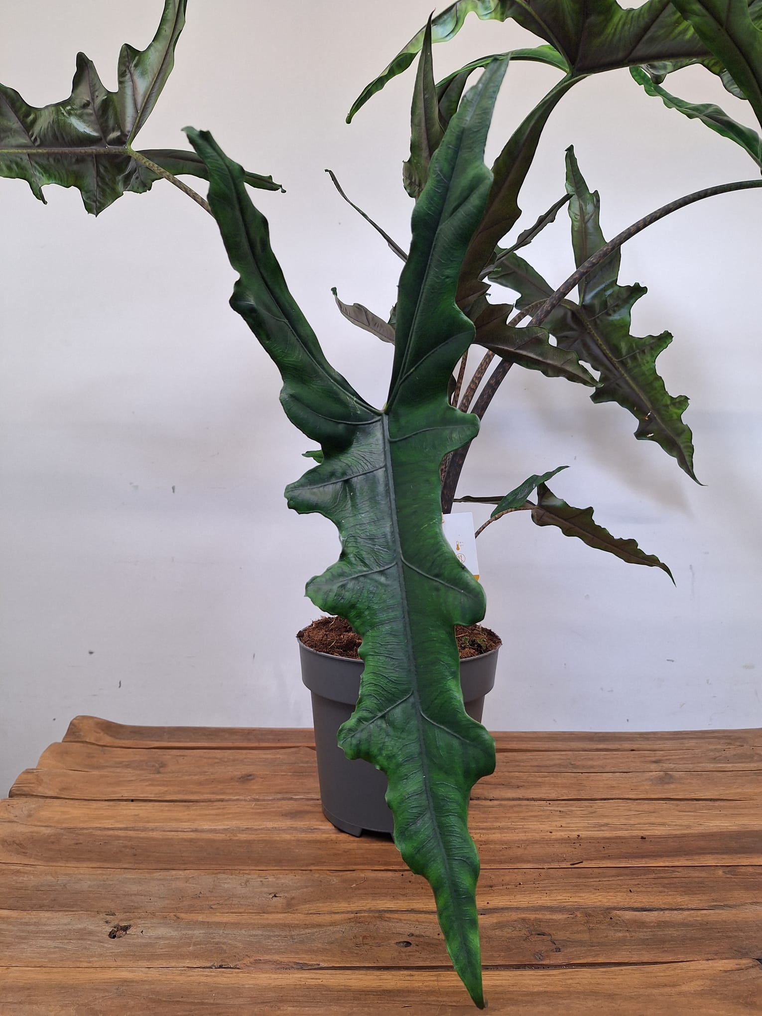 Alocasia Sabrina 'Narrow'
