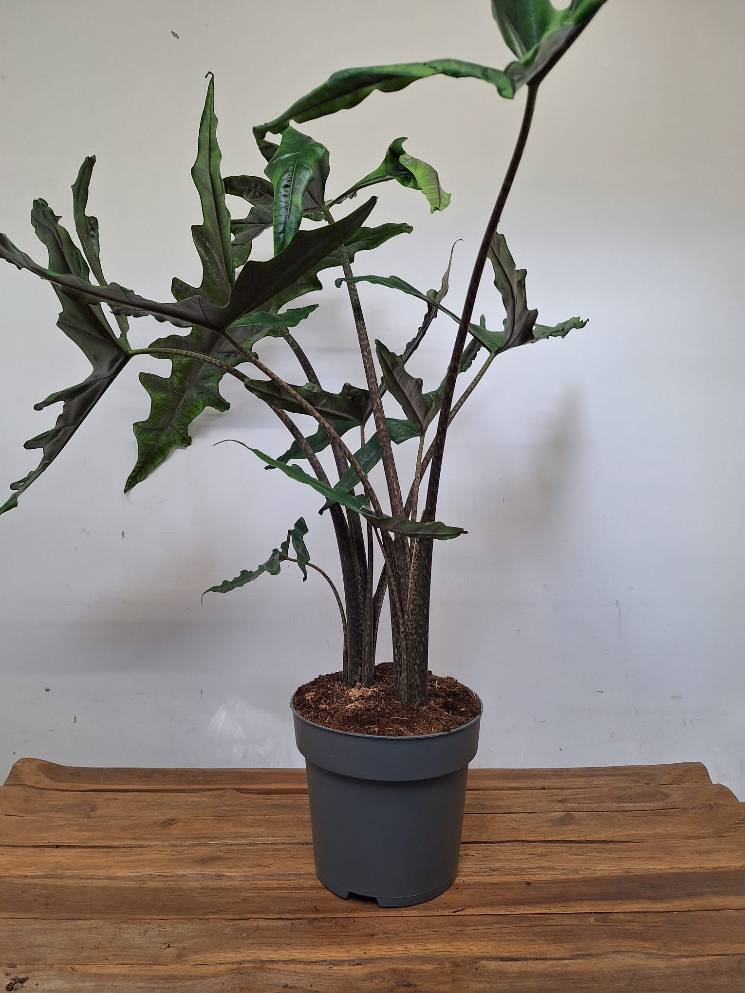 Alocasia Sabrina 'Narrow' - Image 2