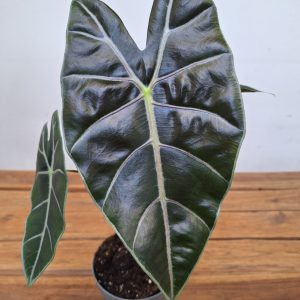 Alocasia Longiloba Purple Veins