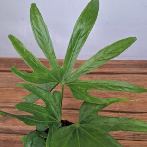 Anthurium Pedatoradiatum