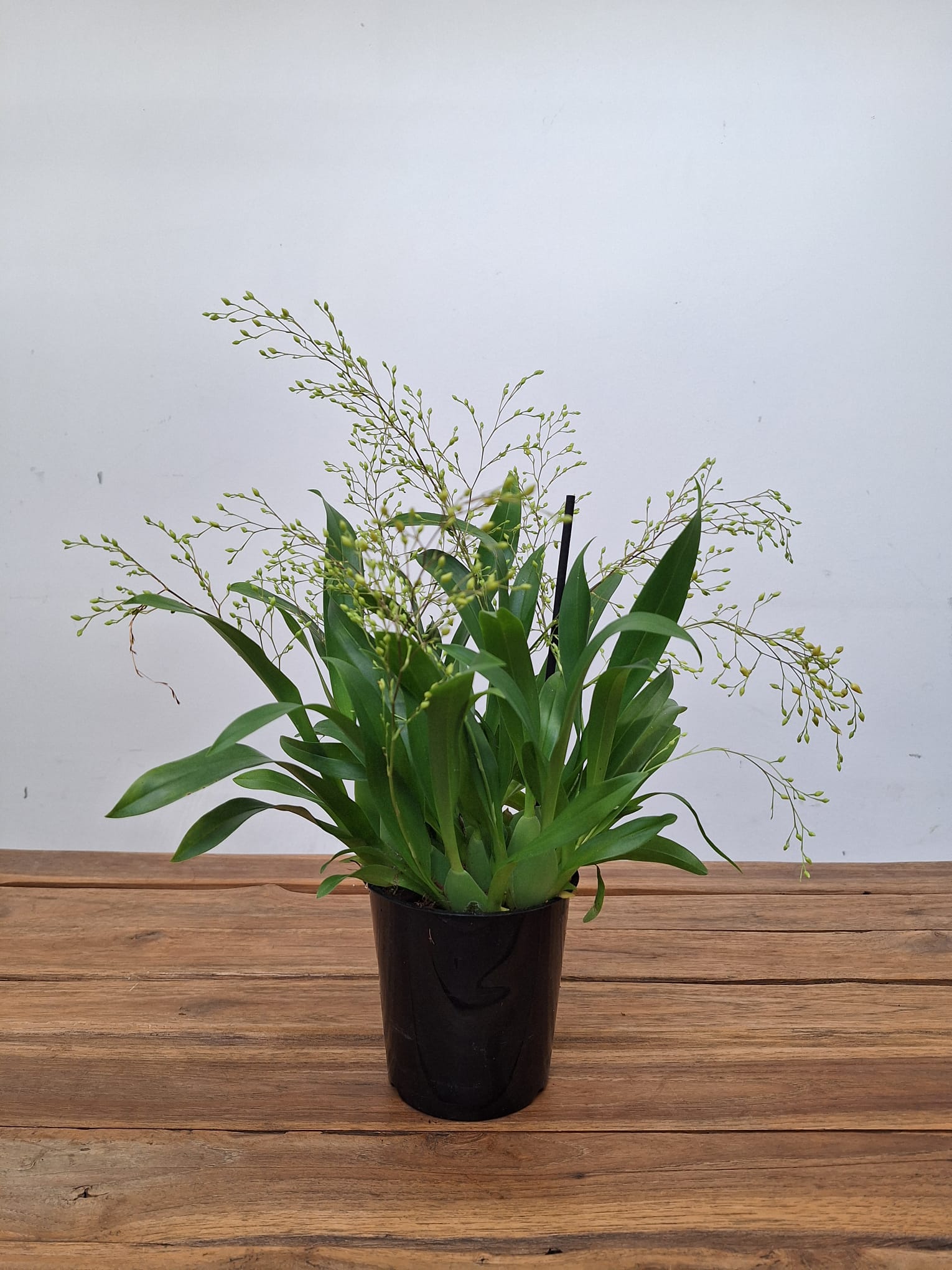 Oncidium Twinkle - Image 2