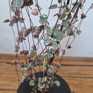 Ceropegia Woodii Variegata