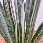 Sansevieria Trif. Bantel Sensation