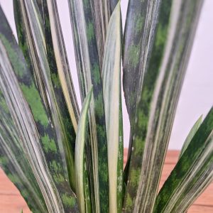 Sansevieria Trif. Bantel Sensation