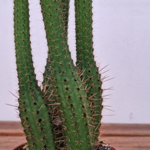 Cleistocactus Sumaipatanus