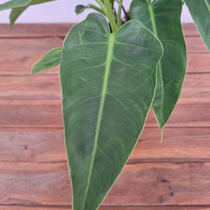 Philodendron Brenesii