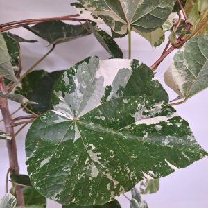 Hibiscus Tiliaceus Variegata