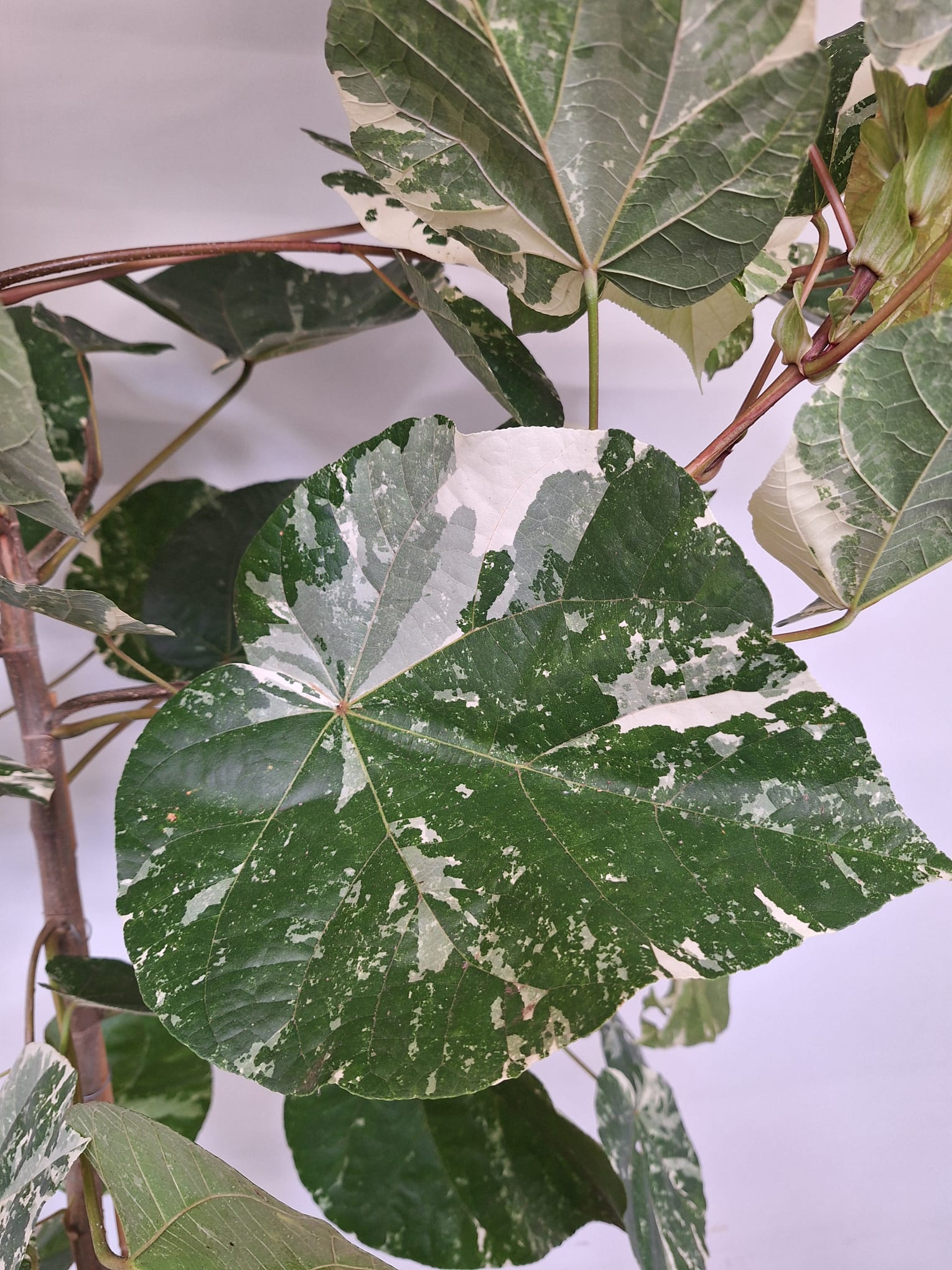 Hibiscus Tiliaceus Variegata