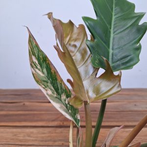 Philodendron Caramel Marble Variegata