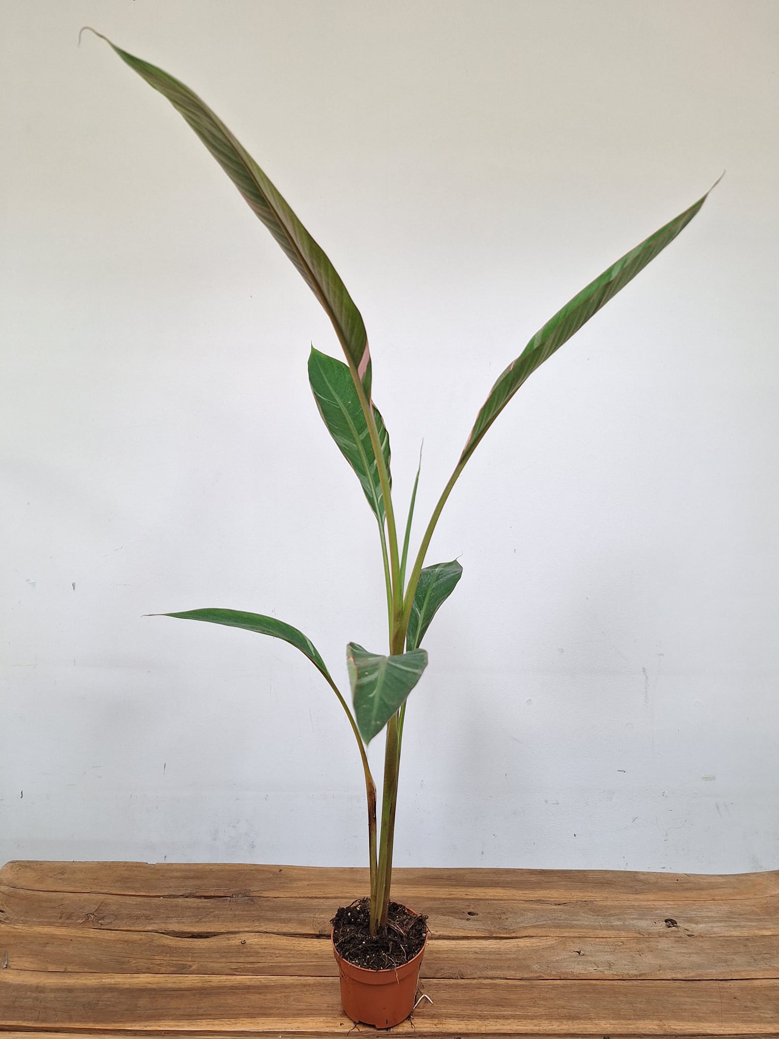 Musa Nono V.10 - Image 2