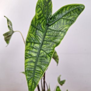 Alocasia Zebrina Reticulata
