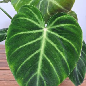 Philodendron Luxurians