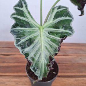 Alocasia Loco