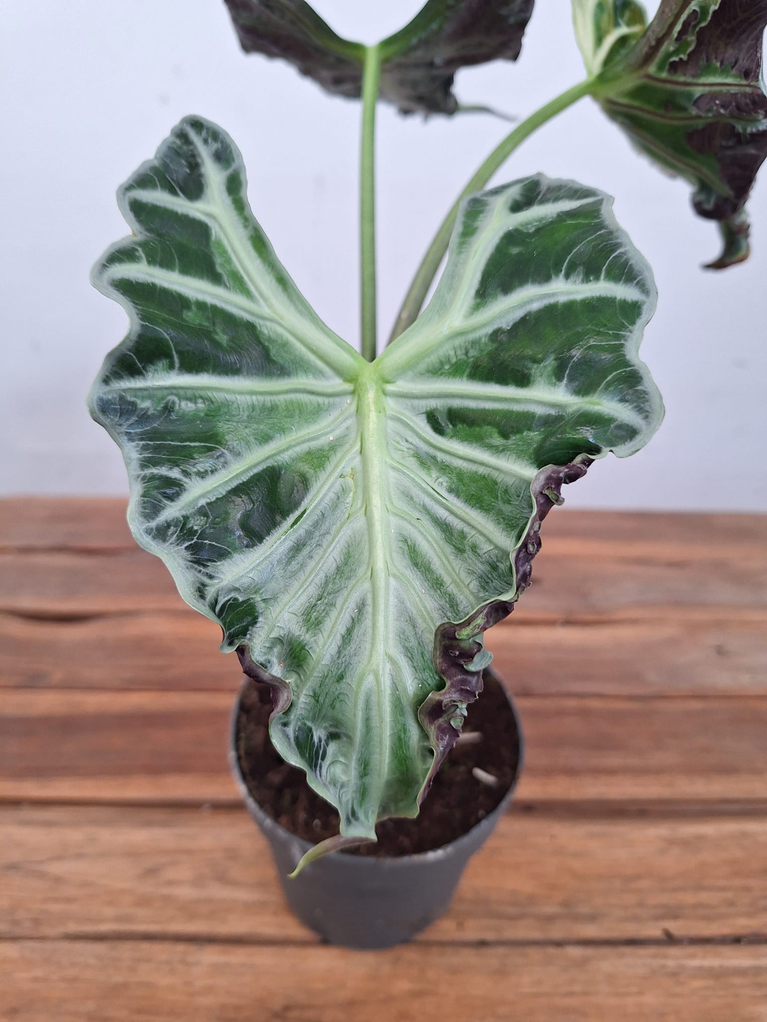 Alocasia Loco