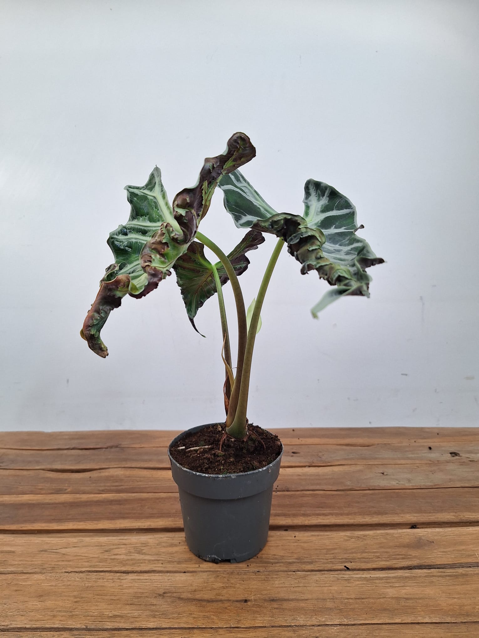Alocasia Loco - Image 2