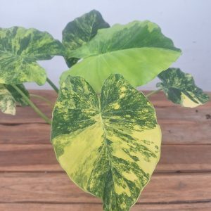 Alocasia Macrorrhiza 'Aurea' Variegata