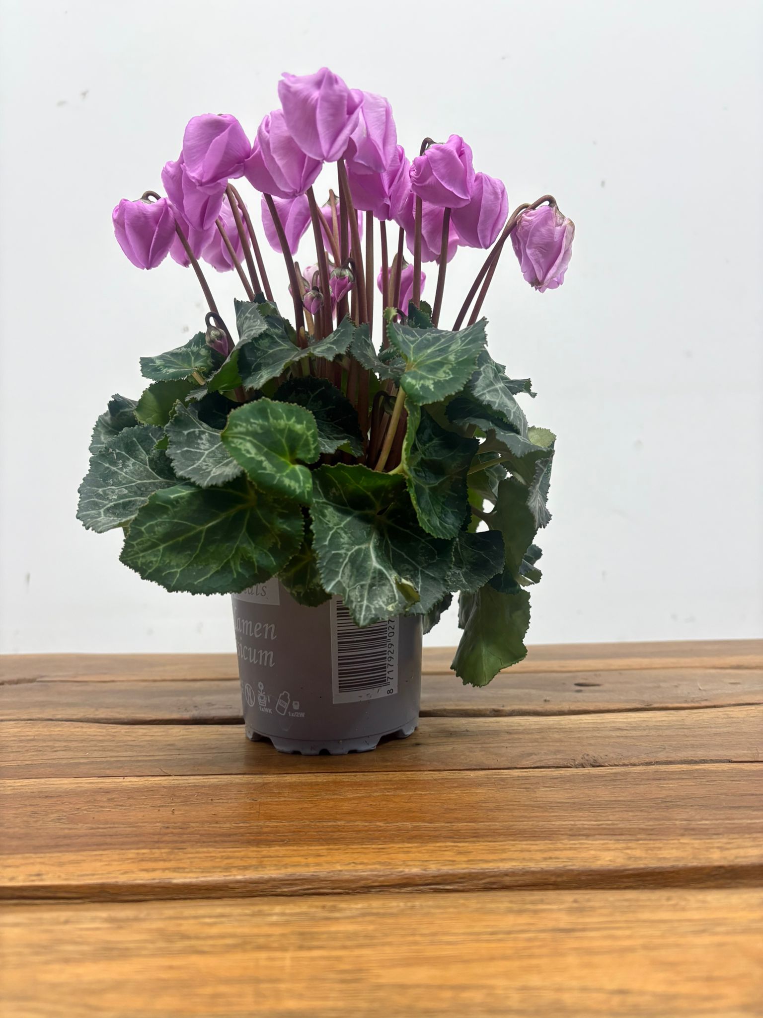 Cyclamen Pers. Super Serie Carino - Image 2