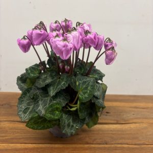 Cyclamen Pers. Super Serie Carino