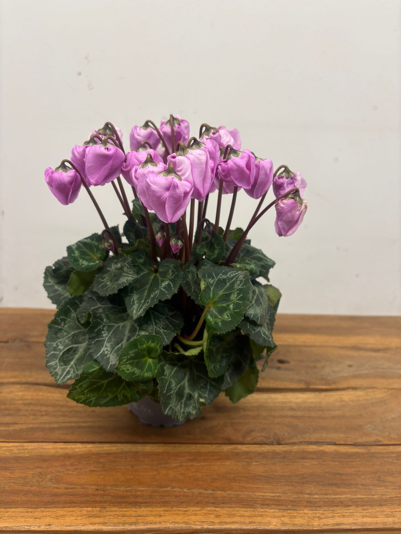 Cyclamen Pers. Super Serie Carino