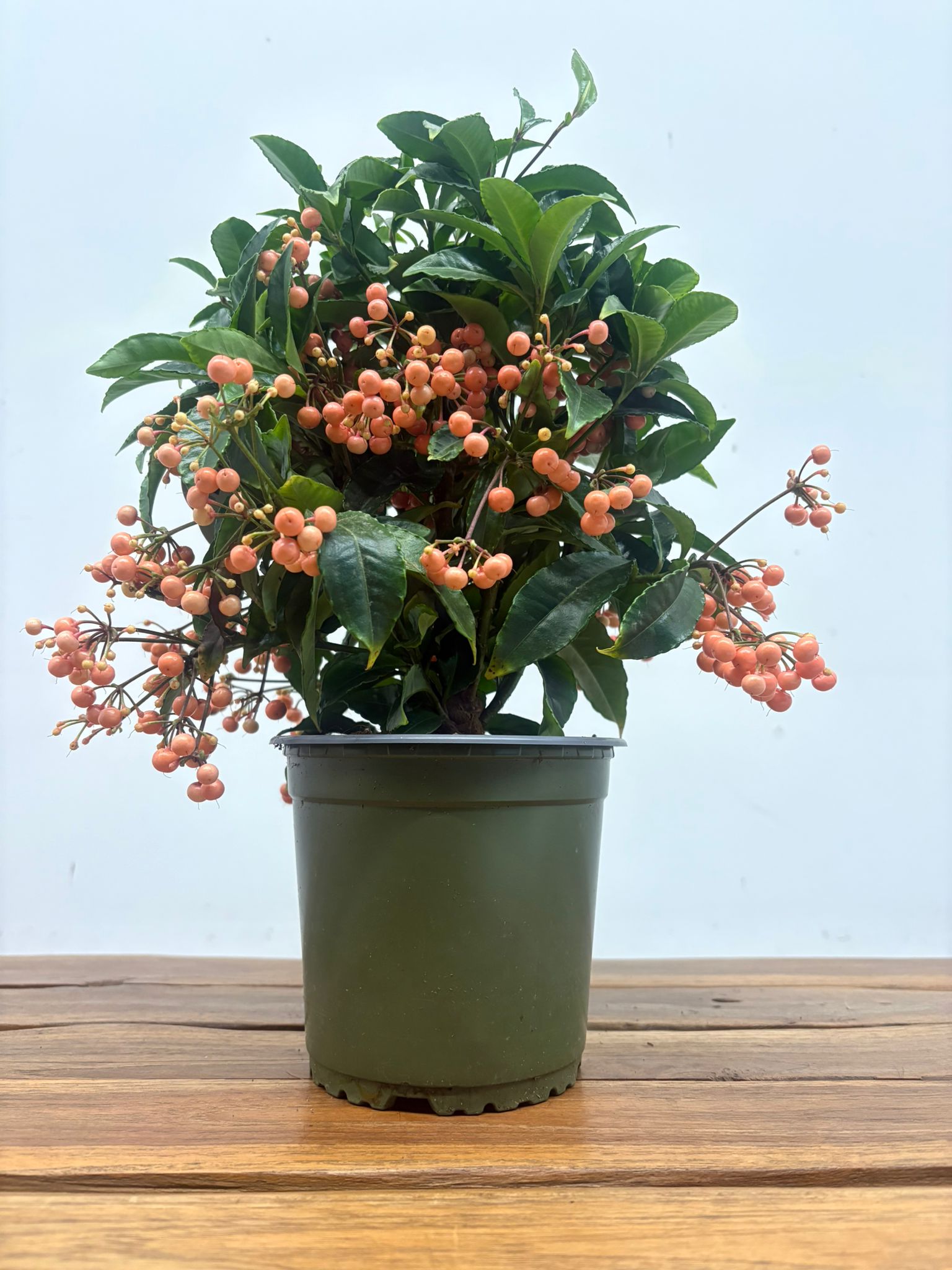 Ardisia Crenata Salmão - Image 2
