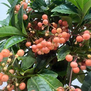Ardisia Crenata Salmão