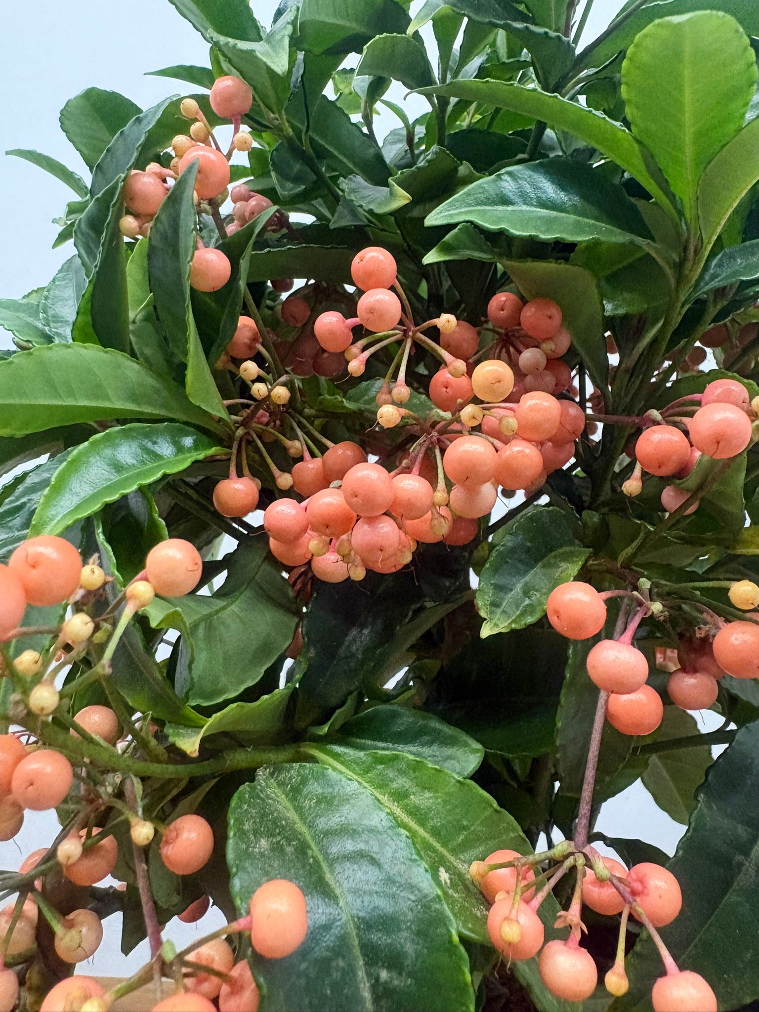 Ardisia Crenata Salmão