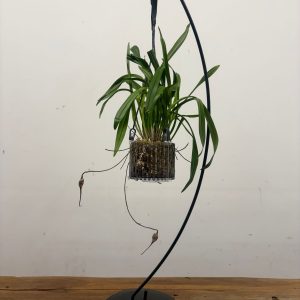 Dracula C/ Botão Floral