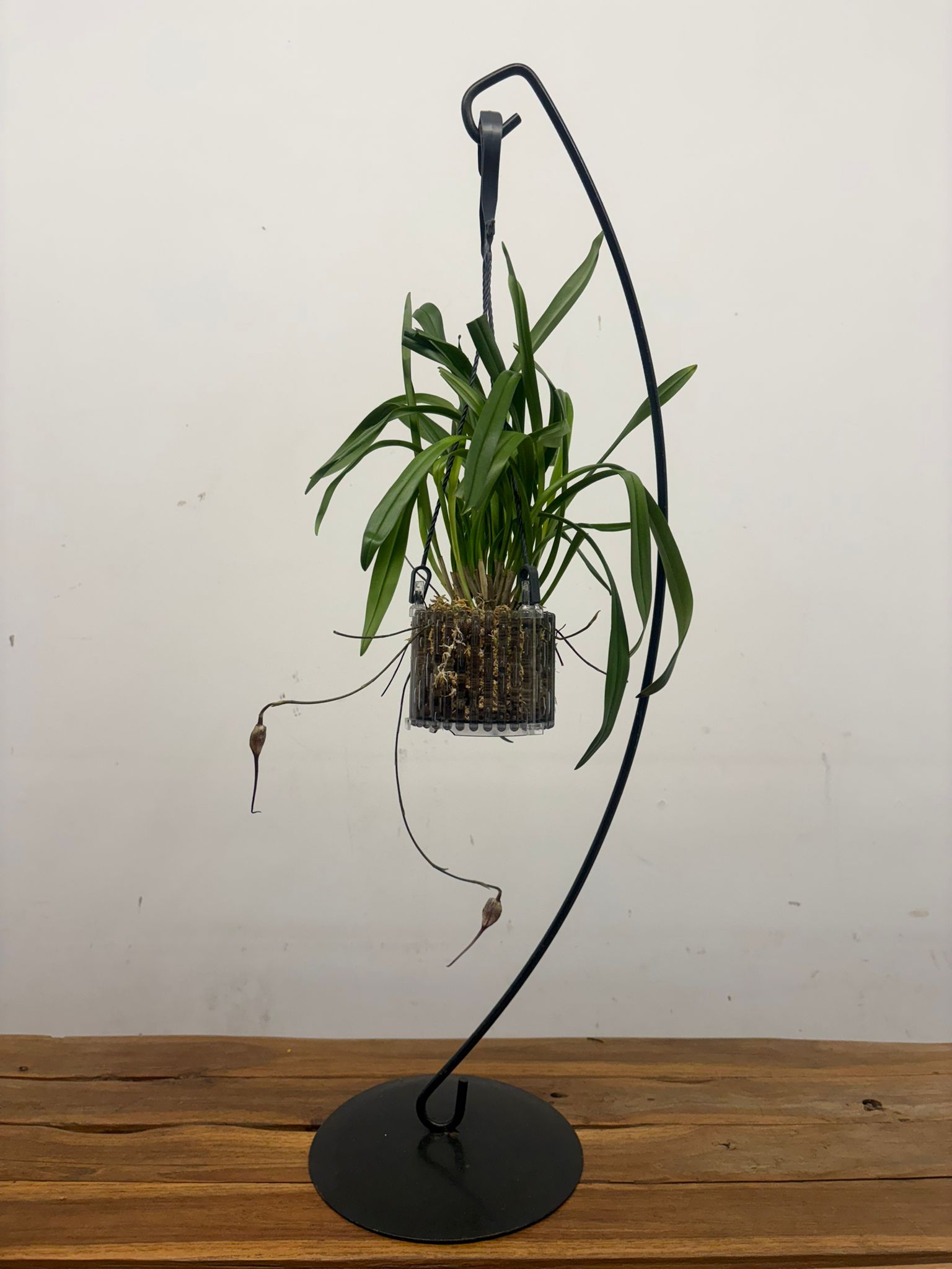 Dracula C/ Botão Floral