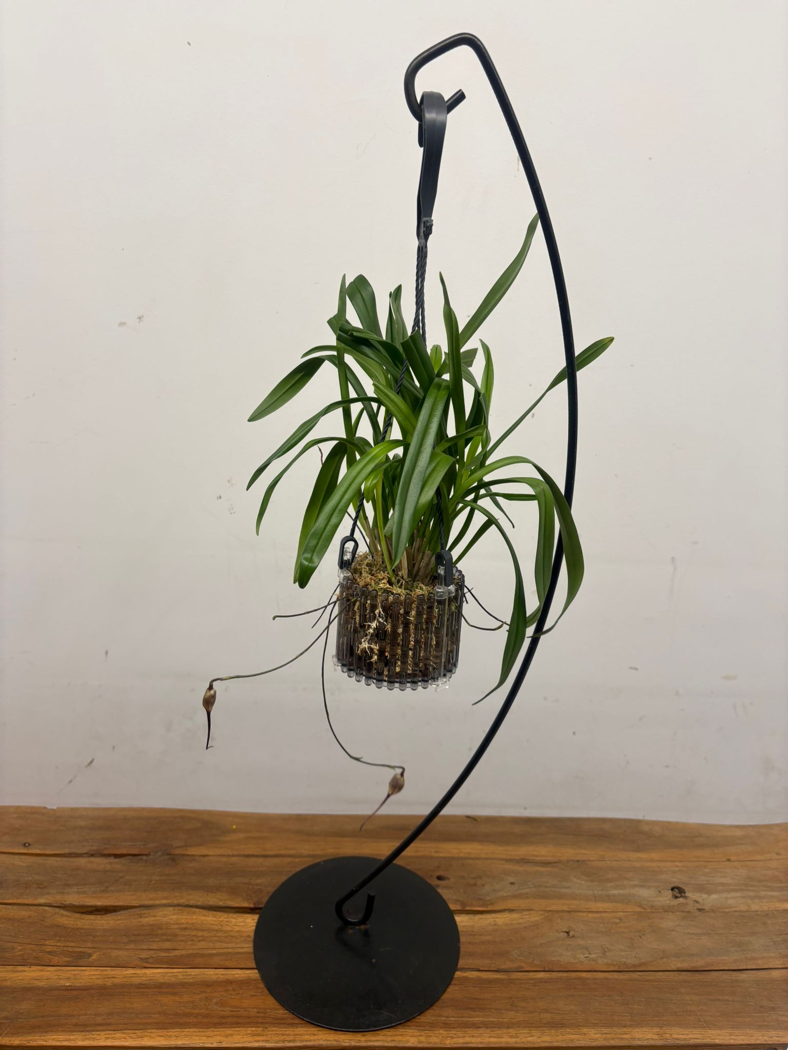 Dracula C/ Botão Floral - Image 2