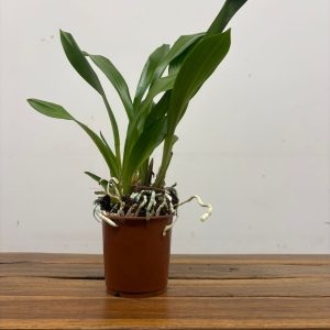 Cochleanthes - Sem Flor