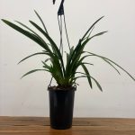 Cymbidium Pendula - Sem Flor