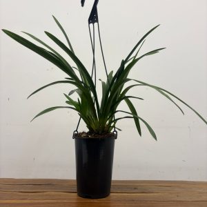 Cymbidium Pendula - Sem Flor