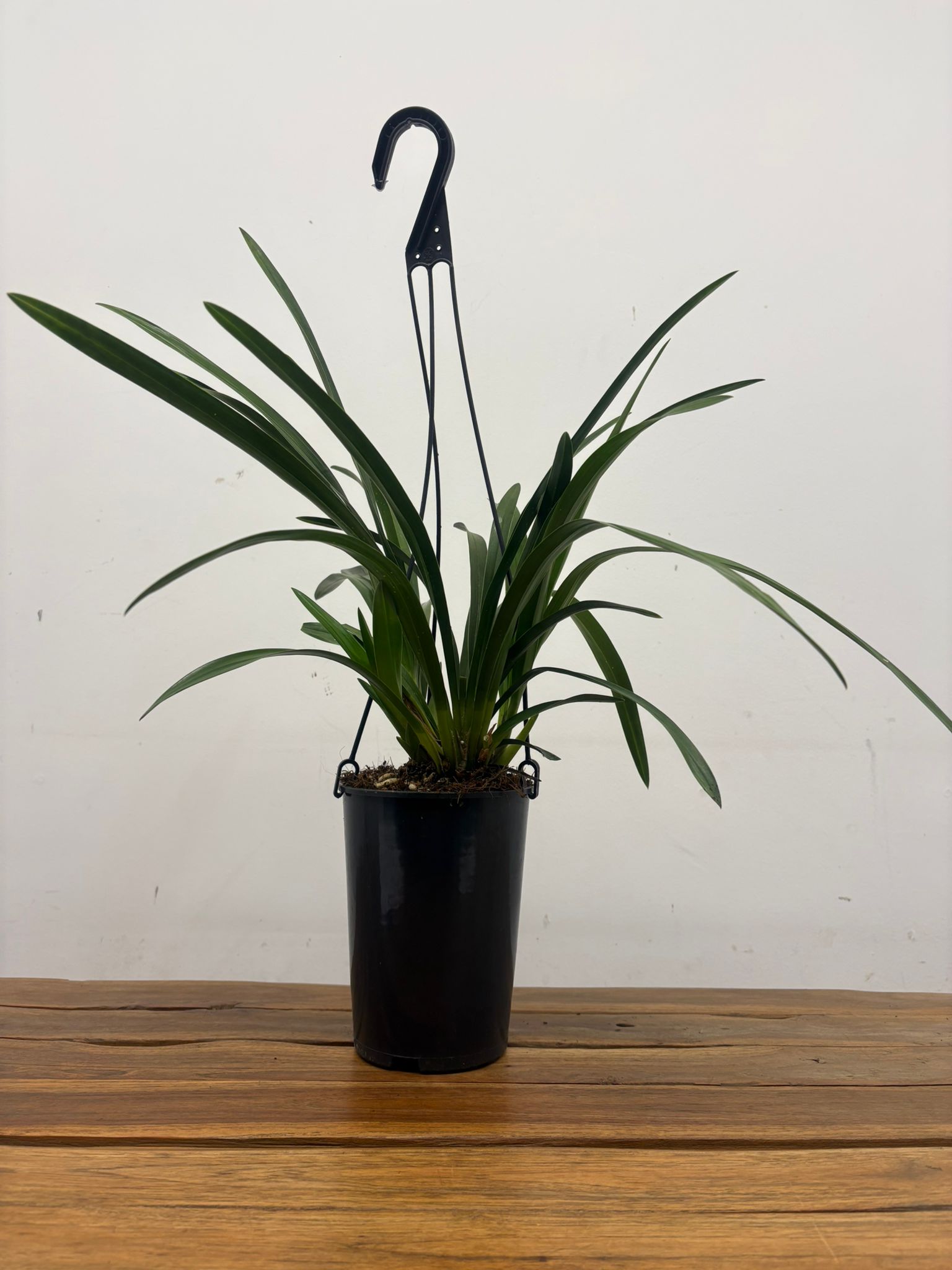 Cymbidium Pendula - Sem Flor