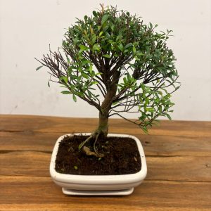 Bonsai V. 20