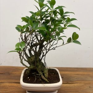 Bonsai V. 20