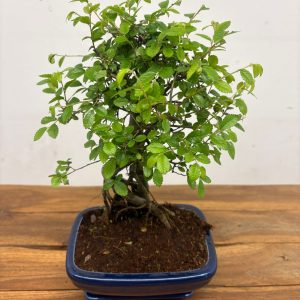 Bonsai V. 20