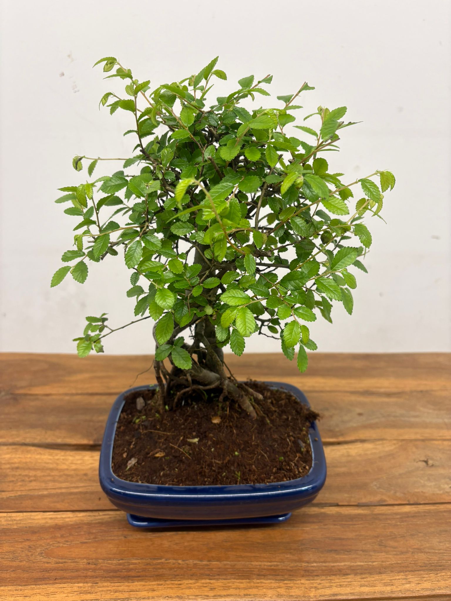 Bonsai V. 20