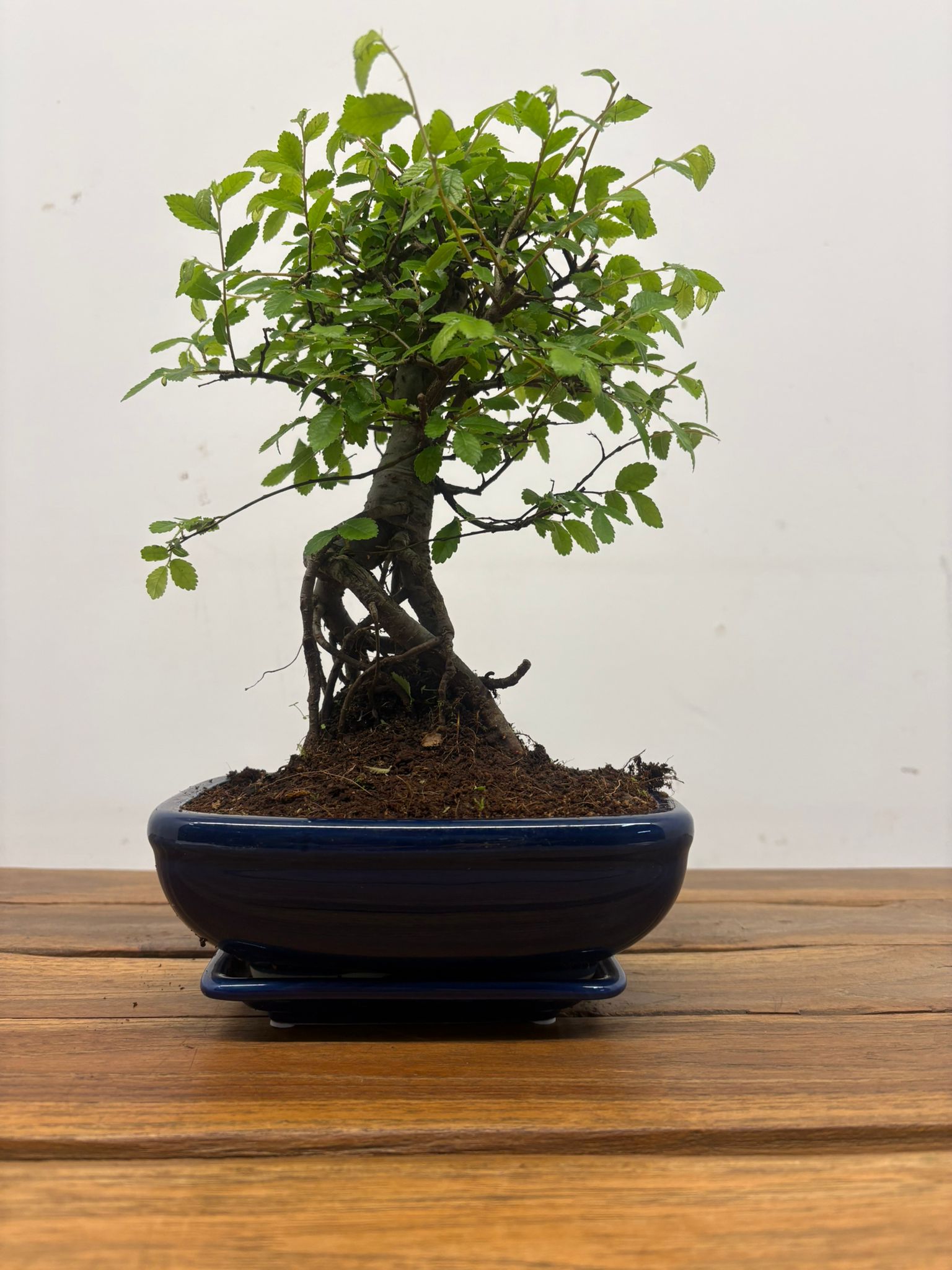 Bonsai V. 20 - Image 2