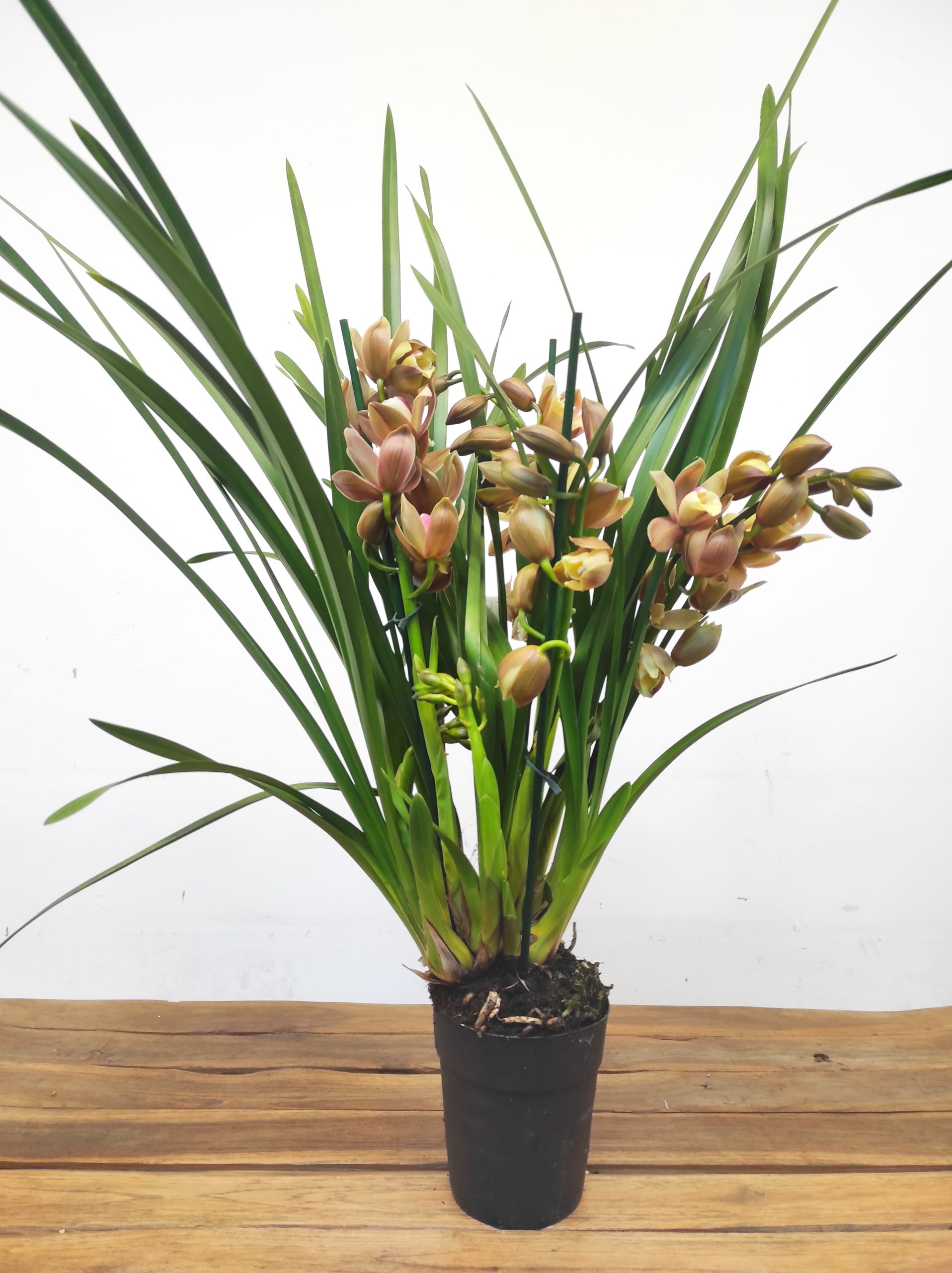 Cymbidium 'Olive' - 3/4 Hastes - Image 2