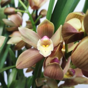 Cymbidium 'Olive' - 3/4 Hastes