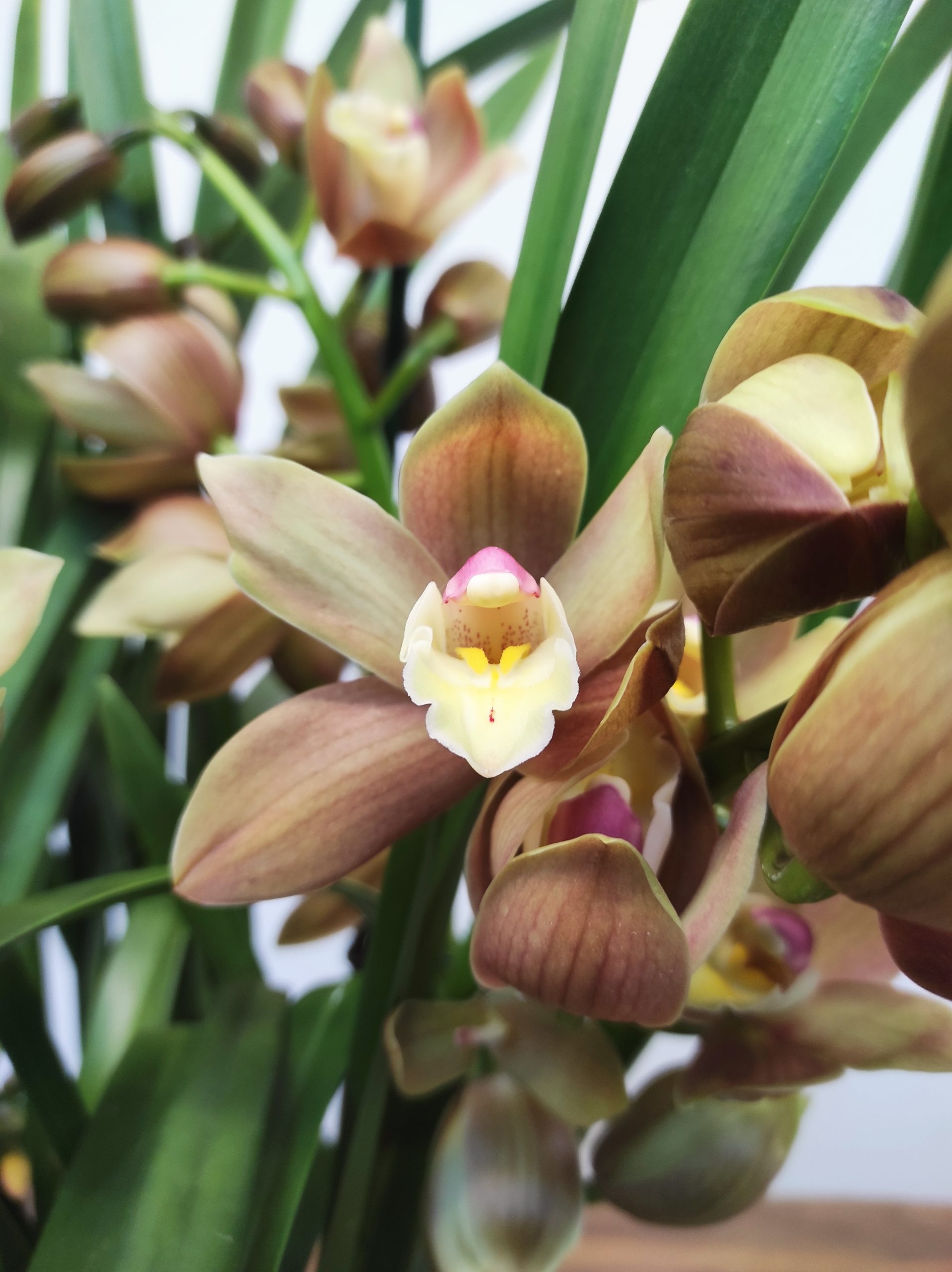 Cymbidium 'Olive' - 3/4 Hastes