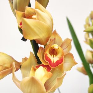 Cymbidium 'Wonderland' - 3/4 Hastes