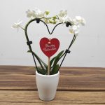 Phalaenopsis Mini C/ Vaso - Happy Valentine