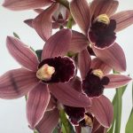 Cymbidium V.14