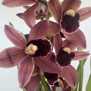Cymbidium V.14