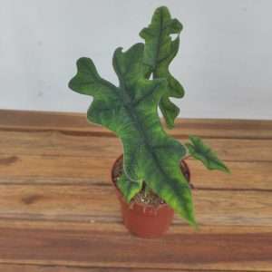 Alocasia Jacklyn V.12
