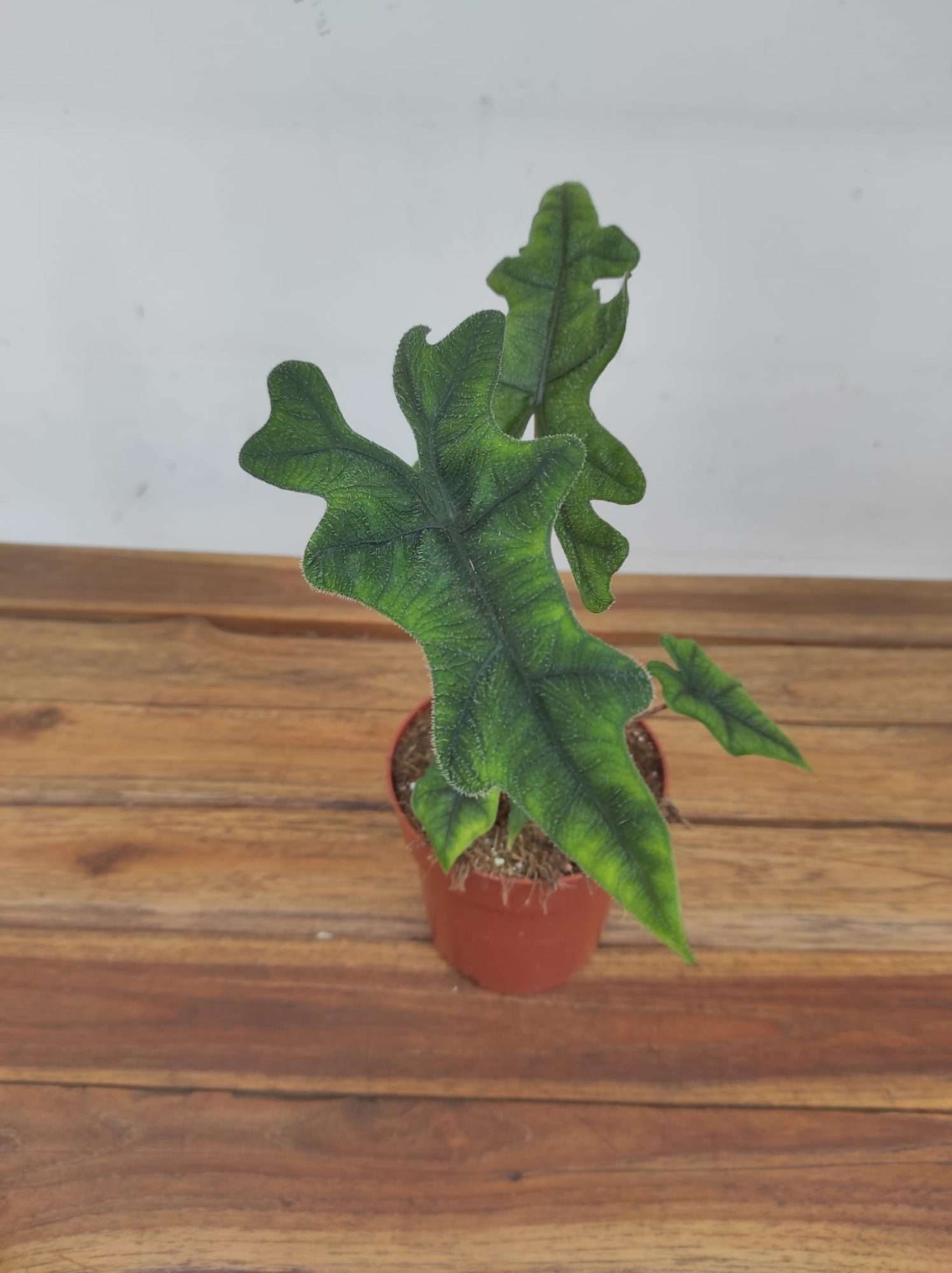 Alocasia Jacklyn V.12