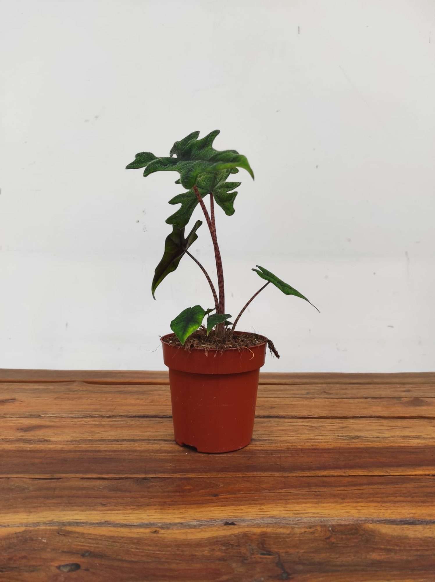 Alocasia Jacklyn V.12 - Image 2