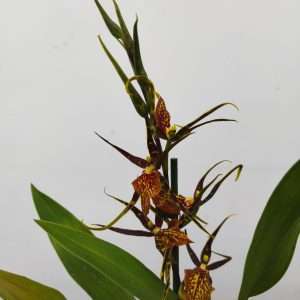 Brassia Summer Dream