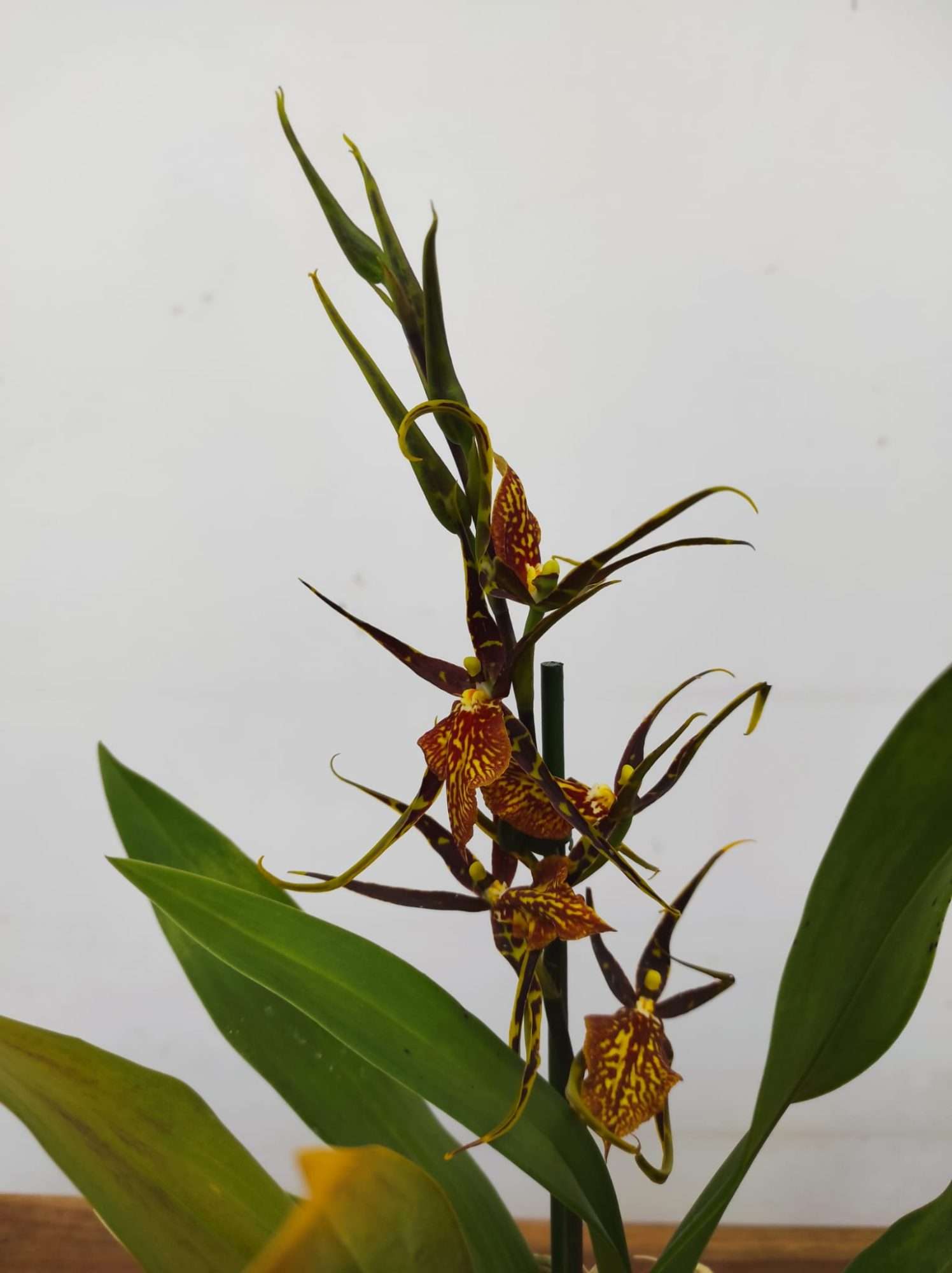 Brassia Summer Dream